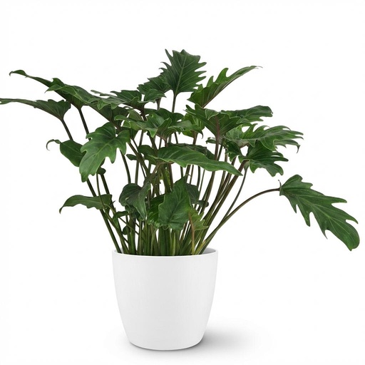 "Zimmerpflanze - Philodendron - Philodendron Xanadu - Grün - Pflegeleicht - 1 Pflanze - mit Potter Weiß - Topf 19cm - Höhe 60cm image"