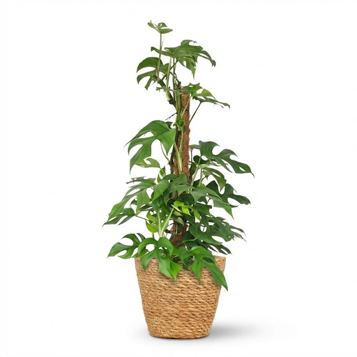 "Zimmerpflanze - Mini Fensterblatt - Monstera Minima Moosstab - Grün - Pflegeleicht - 1 Pflanze - mit Korb - Topf 19cm - Höhe 90cm image"