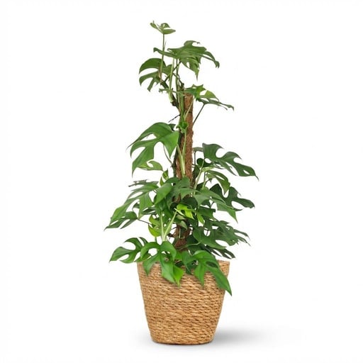 "Kleines Fensterblatt grün (Monstera minima) – pflegeleichte Zimmerpflanze, am Moosstab, Topf-Ø 19 cm, Höhe ca. 90 cm image"