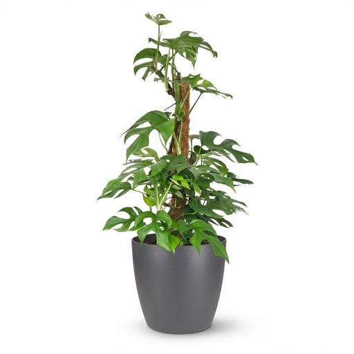 "Zimmerpflanze - Mini-Fensterblatt - Monstera Minima Moosstab - Grün - Pflegeleicht - 1 Pflanze - mit Potter Grau - Topf 19cm - Höhe 90cm image"