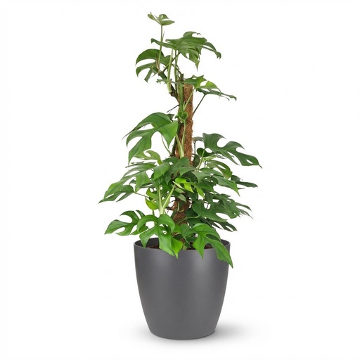 "Zimmerpflanze - Mini-Fensterblatt - Monstera Minima Moosstab - Grün - Pflegeleicht - 1 Pflanze - mit Potter Grau - Topf 19cm - Höhe 90cm image"
