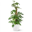 Zimmerpflanze - Mini-Fensterblatt - Monstera Minima Moosstab - Grün - Pflegeleicht - 1 Pflanze - mit Potter Weiß - Topf 19cm - Höhe 90cm