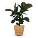 Zimmerpflanze - Gummibaum - Ficus Elastica Cloe - Grün - Pflegeleicht - 1 Pflanze - mit Korb - Topf 19cm - Höhe 65cm