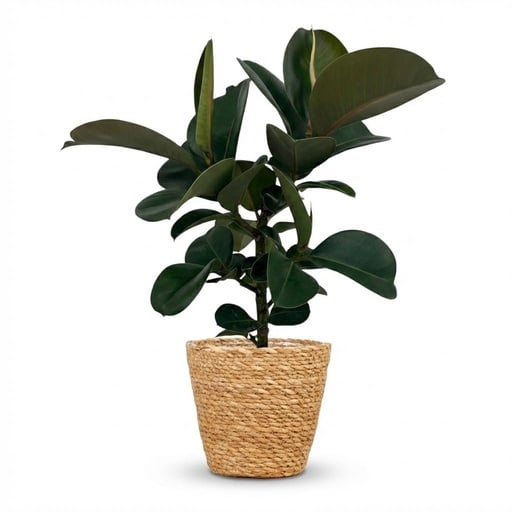 "Zimmerpflanze - Gummibaum - Ficus Elastica Cloe - Grün - Pflegeleicht - 1 Pflanze - mit Korb - Topf 19cm - Höhe 65cm image"
