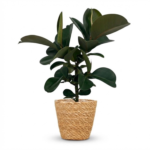 "Gummibaum 'Cloe' (Ficus elastica) – pflegeleichte Zimmerpflanze, im Dekokorb, Topf-Ø 19 cm, Höhe ca. 65 cm image"