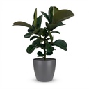 Zimmerpflanze - Gummibaum - Ficus Elastica Cloe - Grün - Pflegeleicht - 1 Pflanze - mit Potter Grau - Topf 19cm - Höhe 65cm