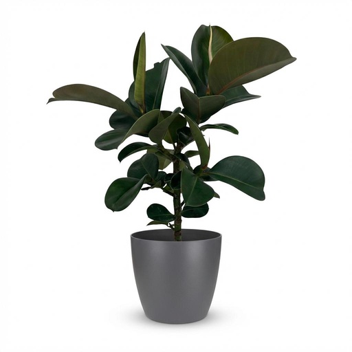 "Zimmerpflanze - Gummibaum - Ficus Elastica Cloe - Grün - Pflegeleicht - 1 Pflanze - mit Potter Grau - Topf 19cm - Höhe 65cm image"