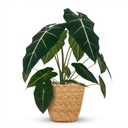 Zimmerpflanze - Elefantenohr - Alocasia Frydek - Grün - Pflegeleicht - 1 Pflanze - mit Korb - Topf 19cm - Höhe 60cm