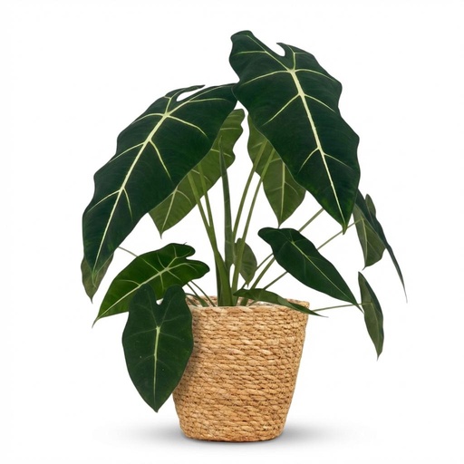 "Zimmerpflanze - Elefantenohr - Alocasia Frydek - Grün - Pflegeleicht - 1 Pflanze - mit Korb - Topf 19cm - Höhe 60cm image"