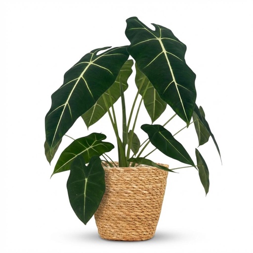 "Pfeilblatt 'Frydek' (Alocasia) – pflegeleichte Zimmerpflanze, im Dekokorb, Topf-Ø 19 cm, Höhe ca. 60 cm image"