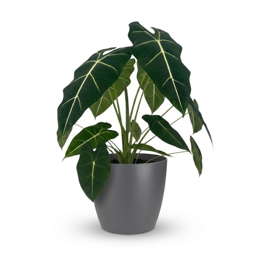"Zimmerpflanze - Elefantenohr - Alocasia Frydek - Grün - Pflegeleicht - 1 Pflanze - mit Potter Grau - Topf 19cm - Höhe 60cm image"