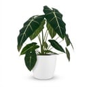 Zimmerpflanze - Elefantenohr - Alocasia Frydek - Grün - Pflegeleicht - 1 Pflanze - mit weißem Übertopf - Topf 19cm - Höhe 60cm
