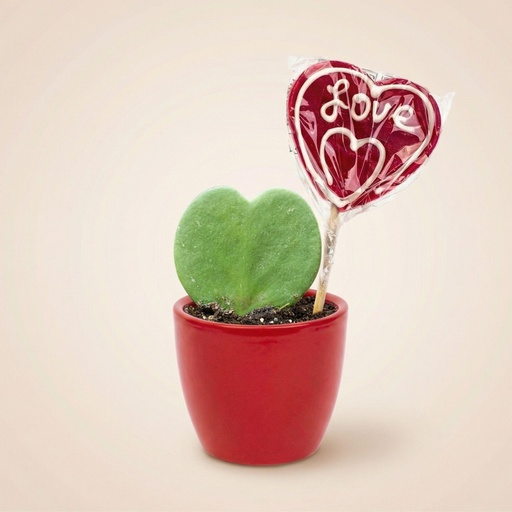 "Sweetheart Pflanzen-Set – Grünes Mini-Geschenk – Topf & Pflanze – Rot image"