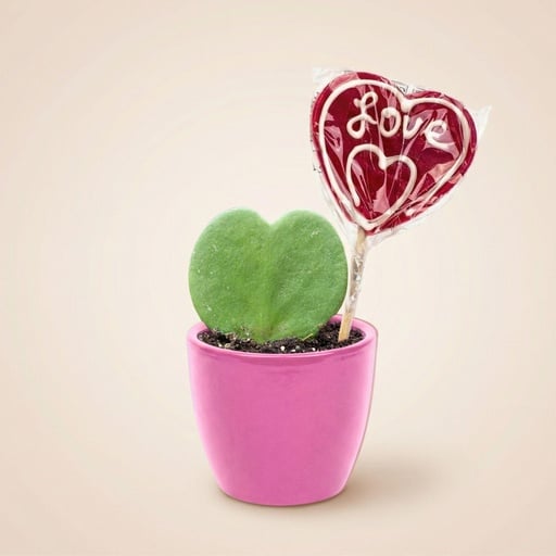 "Sweetheart Plant Set - Groene Mini Gift - Pot & Plant Set - Roze image"