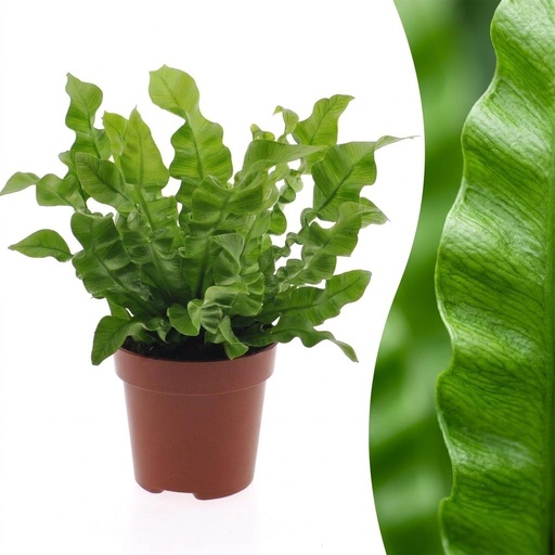 "Asplenium Crispy Wave - Krauser Wellenfarn - 1 Pflanze - Topf 12cm - Höhe - 30cm image"