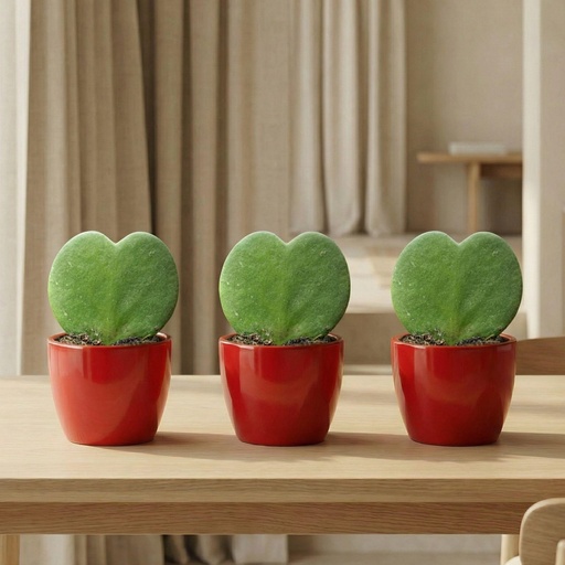 "Sweetheart Plant Set (Hoya Kerrii ) - 3x Pot & Plant - Rood image"
