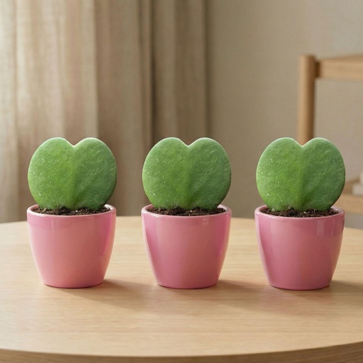 "Sweetheart Plant Set (Hoya Kerrii ) - 3x Pot & Plant - Roze image"