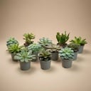 Set mit 12 - Sukkulenten-Mix-Set - Verschiedene Sukkulenten in 6 cm Töpfen (8–12 cm hoch)