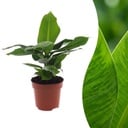 Musa Oriental Dwarf - Orientalische Zwergbanane - 1 Pflanze - Topf 12cm - Höhe - 30cm