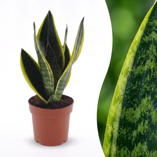 "Bogenhanf 'Future Superb' (Sansevieria) – pflegeleichte Zimmerpflanze, Topf-Ø 12 cm, Höhe ca. 35 cm image"