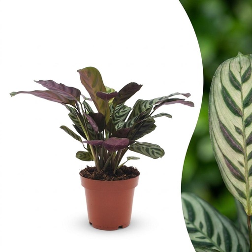 "Ctenanthe Burle Marxii - Fischgräten-Gebetspflanze - 1 Pflanze - Topf 12cm - Höhe - 30cm image"