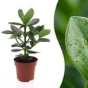 Clusia Princess - Clusia - 1 Plant - Topf 12cm - Höhe - 40cm