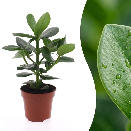 "Clusia Princess - Clusia - 1 Plant - Topf 12cm - Höhe - 40cm image"