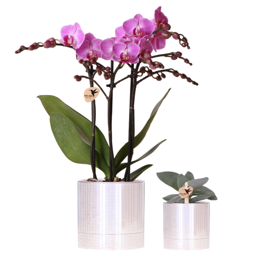 "Kolibri Company | Disco Pflanzenset | Violette Vienna Orchidee 9cm + Sukkulente inkl. Keramik‑Übertöpfe image"