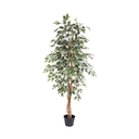 Künstliche Ficus benjamina variegata - 160cm