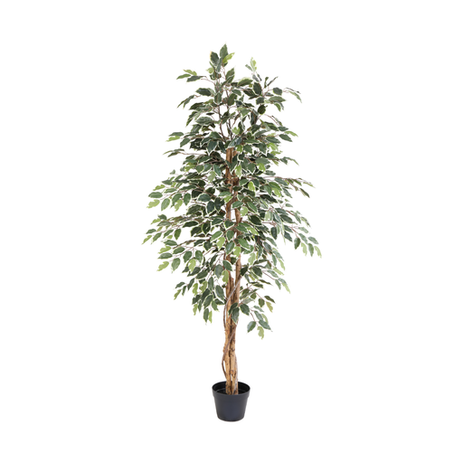 "Künstliche Ficus benjamina variegata - 160cm image"