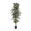 Künstliche Ficus benjamina variegata - 205cm