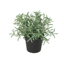 Künstliches Helichrysum italicum - 18cm