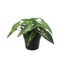 Künstlicher Syngonium - 15cm