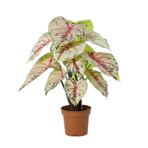 "Künstliches Caladium weiß/rosa - 57cm image"