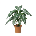 Künstliche Alocasia polly - 49cm