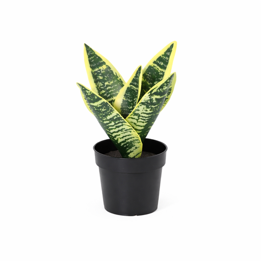 "KÜNSTLICHE Sansevieria laurentii - 21cm image"