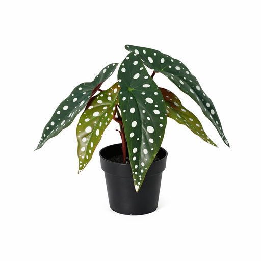 "KÜNSTLICHE Begonie maculata - 24cm image"
