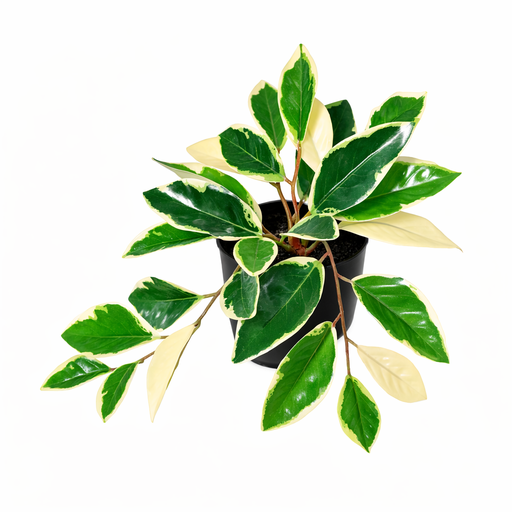 "KÜNSTLICHE Hoya Variegata - 25 cm image"