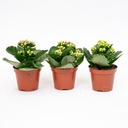 3x Kalanchoë - Topfgröße 7 cm - ↑ 15 cm