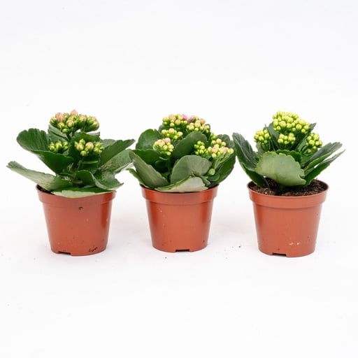 "3x Kalanchoë - Topfgröße 7 cm - ↑ 15 cm image"