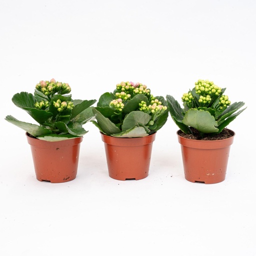 "Flammendes Käthchen 3er-Set (Kalanchoe blossfeldiana) – pflegeleichte Zimmerpflanze, Höhe ca. 7 cm image"