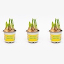Narcissus ‘Tête-à-Tête’ - Topfgröße 9 - ↑ 15–20 cm