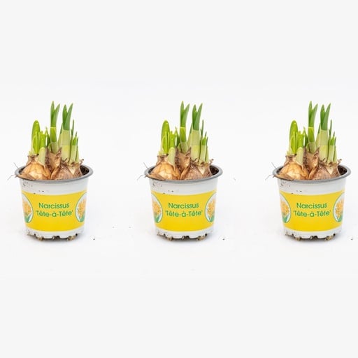 "Narcissus ‘Tête-à-Tête’ - Topfgröße 9 - ↑ 15–20 cm image"