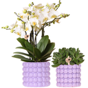 Kolibri Orchids | Pflanzenset Poppy Lila | Weiße Lausanne Orchidee 12 cm + Grünpflanze 9 cm inkl. Übertöpfen – frisch vom Züchter