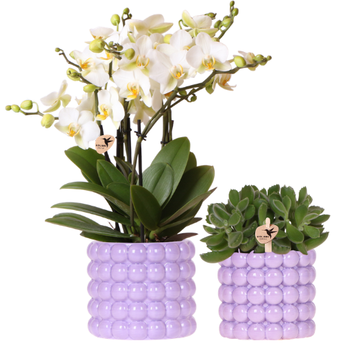 "Kolibri Orchids | Pflanzenset Poppy Lila | Weiße Lausanne Orchidee 12 cm + Grünpflanze 9 cm inkl. Übertöpfen – frisch vom Züchter image"