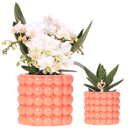Kolibri Orchids | Pflanzenset Poppy Orange Nazare | Weiße Nazare Orchidee Ø9 cm + Grünpflanze Ø6 cm inkl. Übertöpfen – frisch vom Züchter