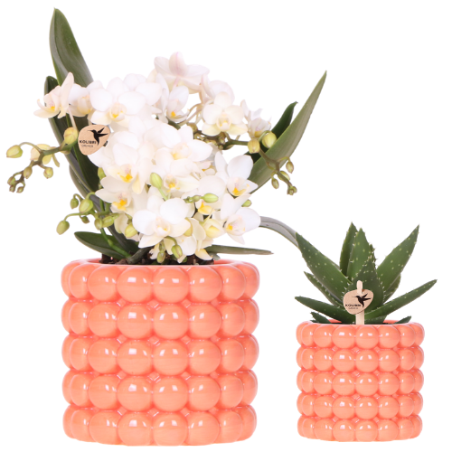"Kolibri Orchids | Pflanzenset Poppy Orange Nazare | Weiße Nazare Orchidee Ø9 cm + Grünpflanze Ø6 cm inkl. Übertöpfen – frisch vom Züchter image"