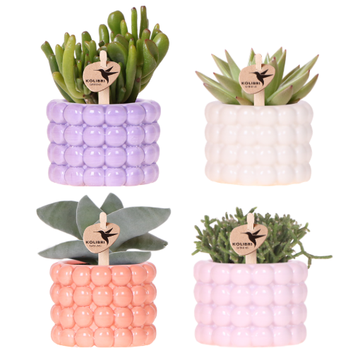 "Kolibri Company | Poppy Mix Pflanzenset | Lila, Weiß, Peach & Rosa mit Grünpflanzen Ø6 cm image"