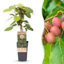Fruchtpflanze - Actinidia arguta Weiki - Kiwi-Pflanze - Männlich - Rote - Lila Früchte - 1 Pflanze - Topf 15cm - Höhe 50cm