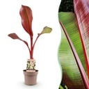 Obstpflanze - Musa ensete Maurelli - Bananenbaum - Winterhart - Rot-Grün - 1 Pflanzen - Topf 21cm - Höhe 70-90cm